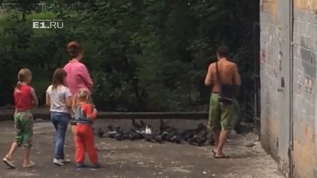 На Сортировке попугай прибился к стае голубей