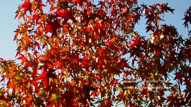 Liquidambar styraciflua 'Stella' (Sweet Gum Tree) смотреть онлайн