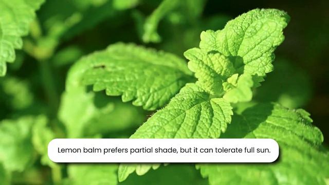 Start a Medicinal Herbal Garden in your Backyard: Unlock Medicinal Herbals смотреть онлайн