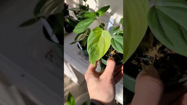 Plant Shopping at Paul's & Sandy's Too in East Hampton, CT 🌿 Monstera, Philodendron + More смотреть онлайн