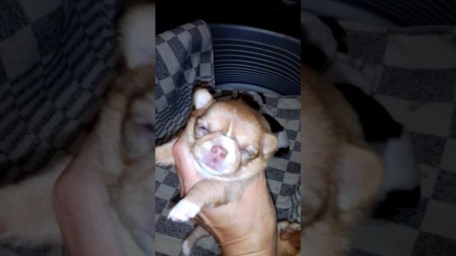 девочкам чихуахуа 17 дней. Чихуарий Екатеринбург https://chihuariy-ekb.ru/ смотреть онлайн