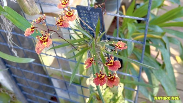 FLOWER POWER IN WINTER. This January surprised me with lots of blooms. Plus orchid show information смотреть онлайн