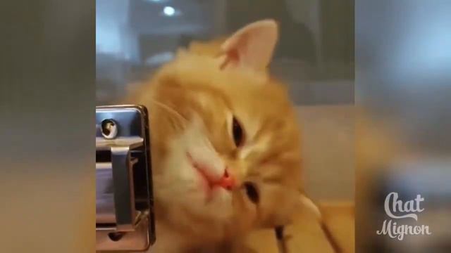 Chat Mignon Chat Drôle Chaton drôle Vidéo De Chat À Mourir De Rire смотреть онлайн