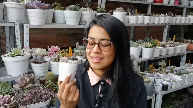Mis suculentas más costosas + precios y nombres - Pt. 2 🌱 | Jardines by Angie смотреть онлайн