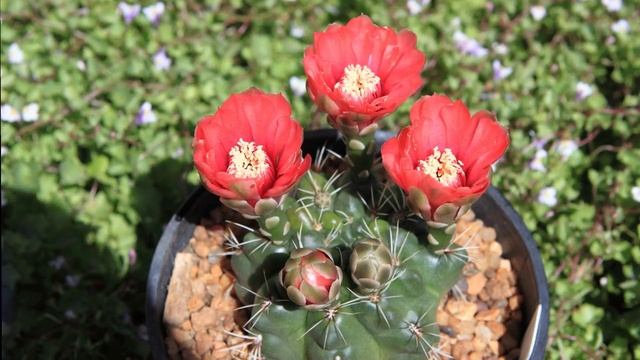 Gymnocalycium Baldianum Flowering Timelapse