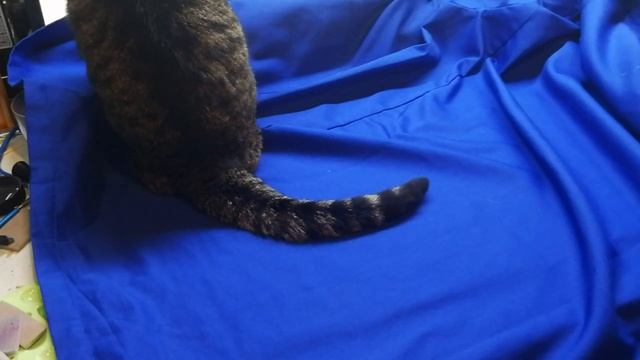 Mercedes L1500S смотреть онлайн