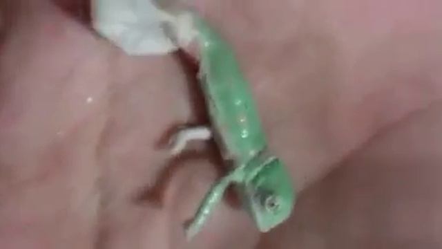 Как рождается хамелеон?Смотрим! смотреть онлайн