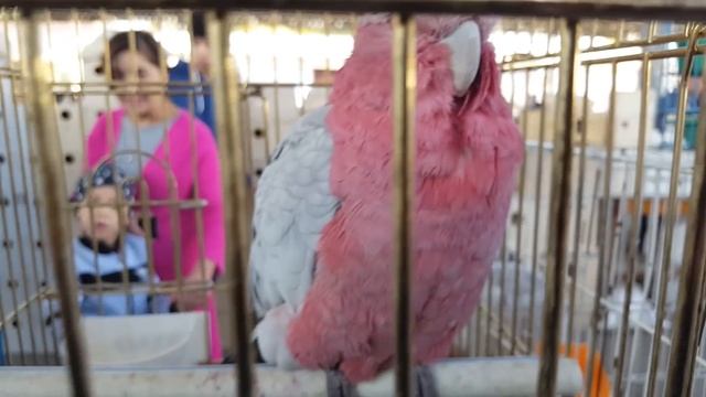 Тошкент қуш бозори: Тўтилар. Попугаи 26.10.19 Tashkent bird market смотреть онлайн