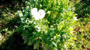 Мак Гигант. Мак Пионовидный. Кондитерский Мак. Махровый Мак. Упаковки разные но семена одинаковые.