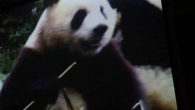 Chengdu Research Base Of Giant Panda Breeding Chengdu China смотреть онлайн
