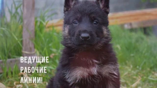 питомник рабочих немецких овчарок БОЯРД АБВЕР смотреть онлайн