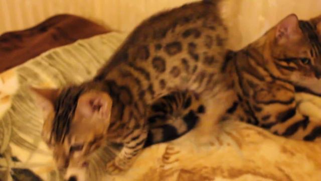 Золотой котенок бенгал.MOV