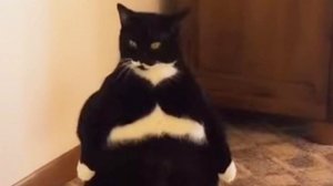 Разговор с котом.  Николай Якимов - Сергей Плотов