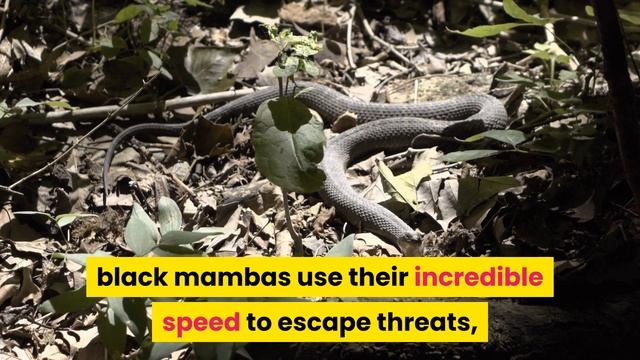 Things You Should Know About Black Mamba | Animal Globe смотреть онлайн