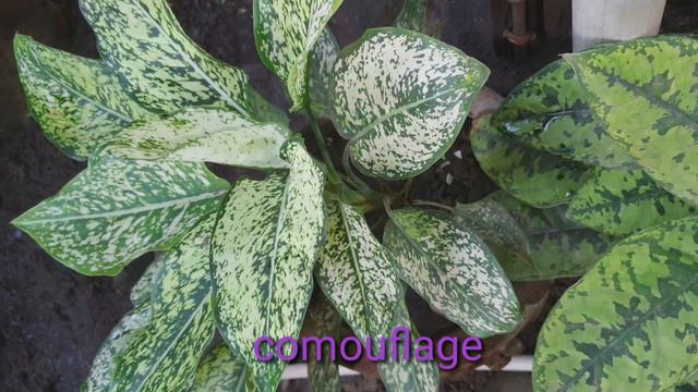 Plant lovers|Aglaonema|kilalanin naten|trending|keizha luzano|varieties смотреть онлайн