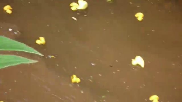 Duck Race - 4 смотреть онлайн