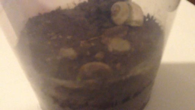 ЖИЗНЬ В ПЛАСТИКОВОЙ БАНОЧКЕ ПРОЦВЕТАЕТ! 4 дня спустя смотреть онлайн