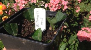 Флоксы. Как размножать