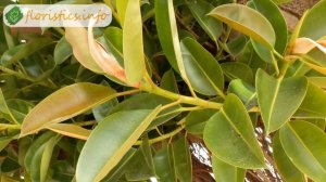 Уход за фикусом каучуконосным в домашних условиях