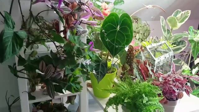 6 Пеперомий или что делать с новичками осенью-зимой смотреть онлайн