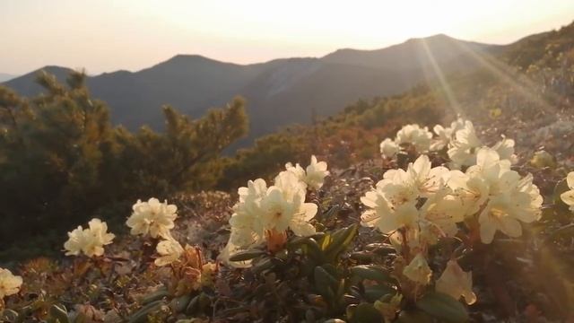 Рододендрон золотистый (Rhododendron aureum) смотреть онлайн