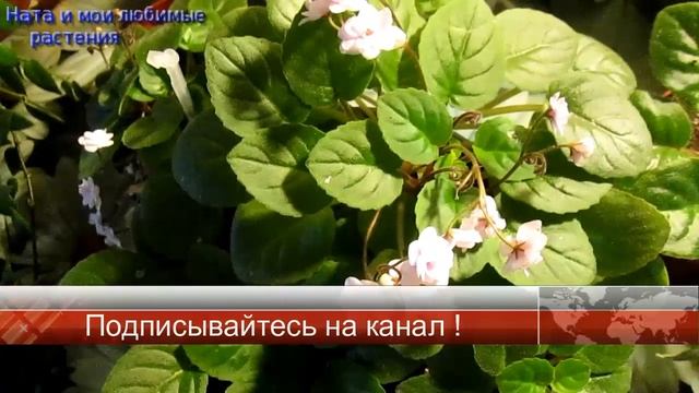 Какие растения на сегодняшний день поднимают настроение своим цветением ! смотреть онлайн