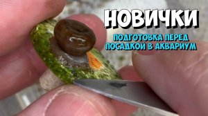 Подготовка кораллов перед посадкой в аквариум | Морской аквариум