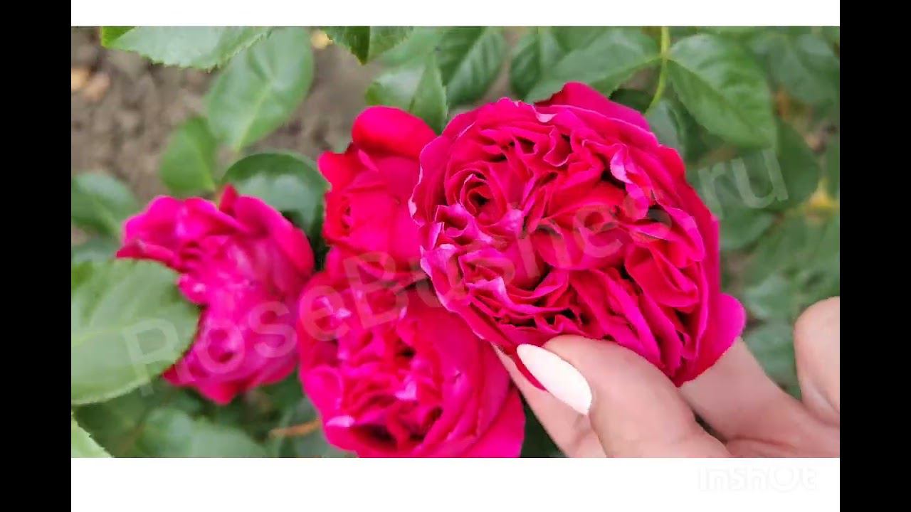 Плетистые садовые розы RoseBushes.ru смотреть онлайн