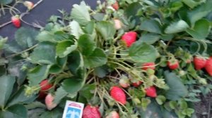 Плодоношение клубники "Спаржи" в сентябре.