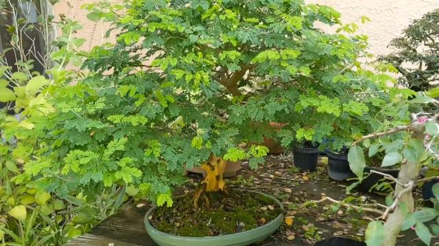 Late Spring, Early Summer Bonsai Maintenance смотреть онлайн