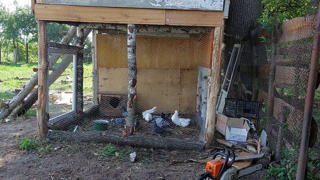 Голуби. Як побудований голубятник.#голуби #голубеводство #pigeons