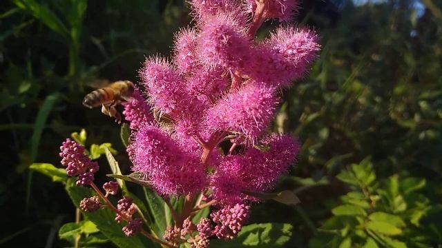 Bee on spirea douglasii смотреть онлайн