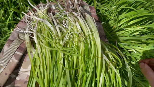 Foraging in April (Part 2 of 4) - UK Wildcrafts Monthly Foraging Calendar смотреть онлайн