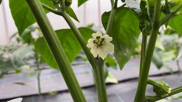 Как шмели повреждают плоды // How bumblebees damage fruit?|| WITH ENGLISH SUBTITLES смотреть онлайн