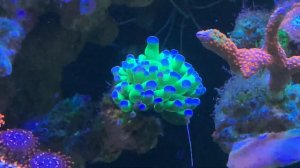 Средство от планарий в морском аквариуме