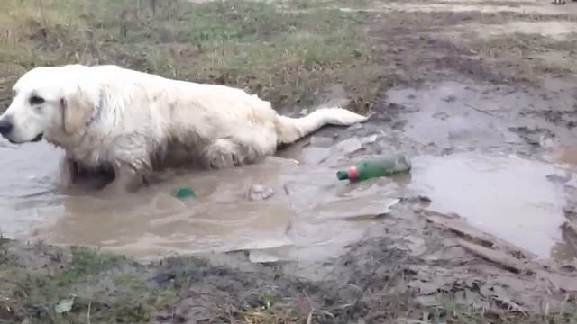 Golden retriever купается в луже смотреть онлайн