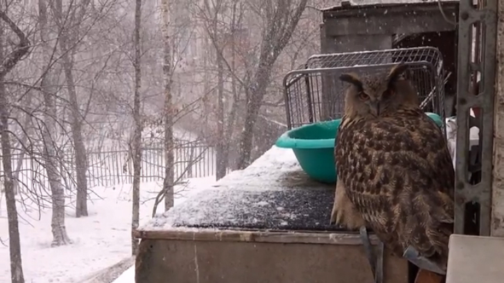Снегопад и филин Ёль смотреть онлайн