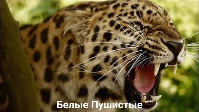 ЛЕОПАРД?/Кошки/ Животные/Интересные факты смотреть онлайн