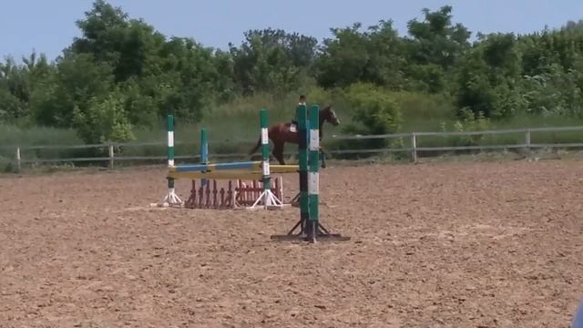 Тренировка по конному спорту с лучшим, тренером Яной Валериевной смотреть онлайн