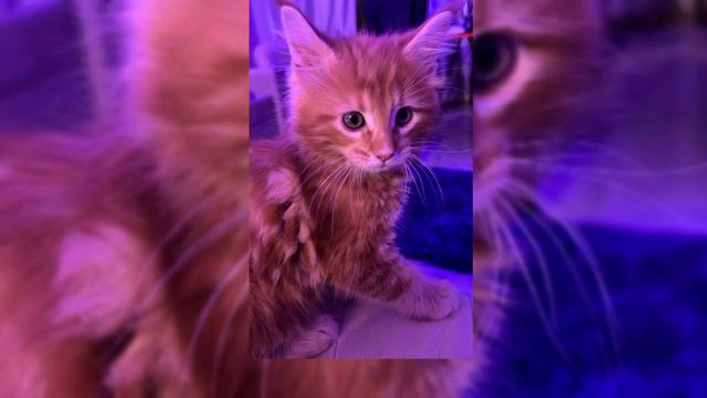 Тима Белоруских незабудка. speed up смотреть онлайн