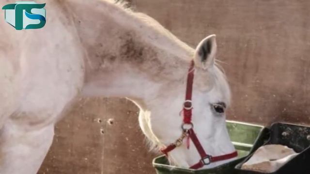 The Surprising Reason This Horse Has Gone On A Walk Alone Every Day For The Past 14 Years. смотреть онлайн