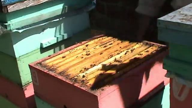 Откачка мёда 2020 смотреть онлайн