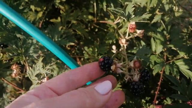 Обзор моей ежевики Орегон Торнлесс