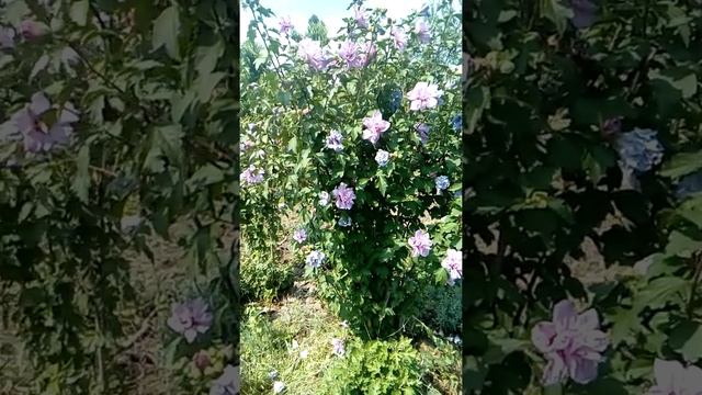 Гибискус древовидный-самый неприхотливый, очень популярный!