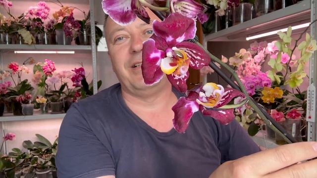 новые орхидеи распаковка обзор / орхидея для СЕБЯ с НЕОБЫЧНОСТЬЮ:) смотреть онлайн