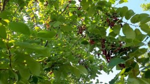 Черемуха Виргинская