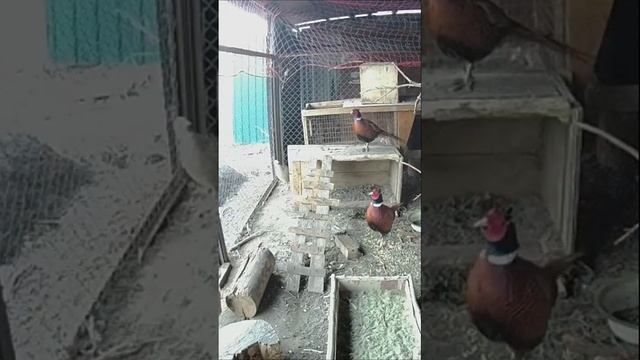 2 самца в одном вольере. Размножение фазанов. Поведение фазанов после спаривания #shorts смотреть онлайн
