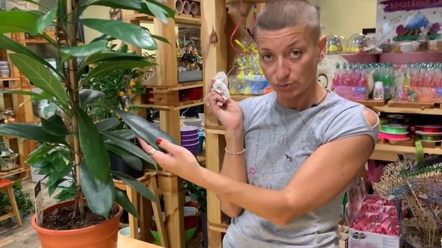 Фикус Сиафистипула - еще один представитель зеленого семейства, от которого я без ума. смотреть онлайн