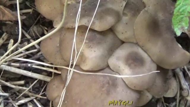 Грибы рядовки. Рядовка скученная. смотреть онлайн