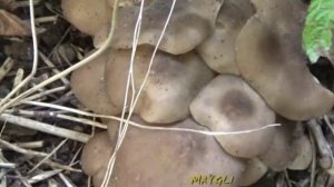 Грибы рядовки. Рядовка скученная.